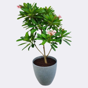 Plumeria Champa Plant